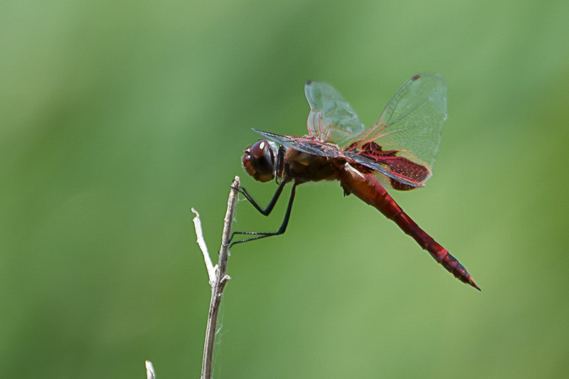 red saddlebags